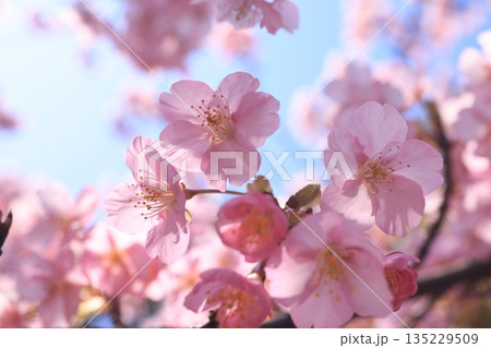 河津桜9245 河津桜9245 135229509