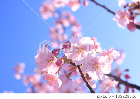 河津桜9264 河津桜9264 135229516