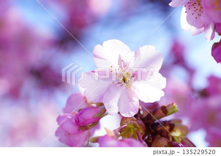 河津桜7496 河津桜7496 135229520