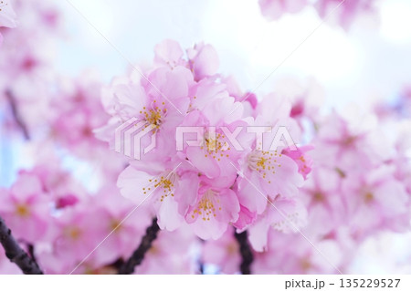 河津桜7619 河津桜7619 135229527