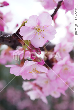 河津桜7738 135229528