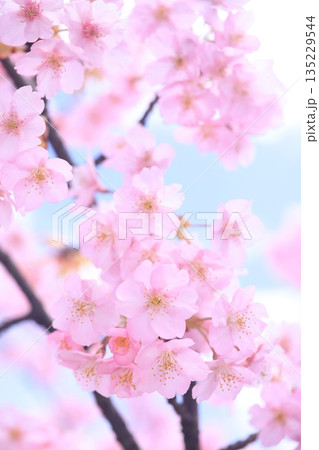 河津桜9483 135229544