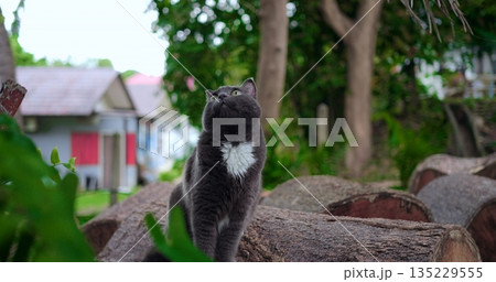 urban cat surveys neighborhood surroundings, quiet feline both attentive and curious in city garden setting 135229555