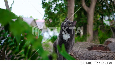 quiet tabby sitting peacefully by yard, gentle domestic cat observing peaceful garden surroundings 135229556