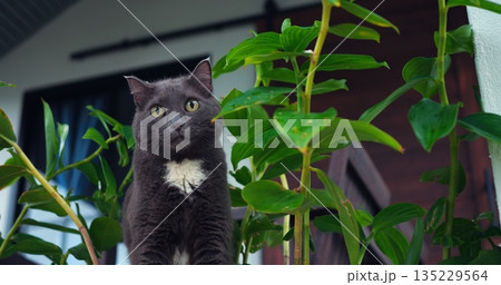 tranquil indoor setting showcases gentle cat attentively watching outside greenery with curiosity 135229564