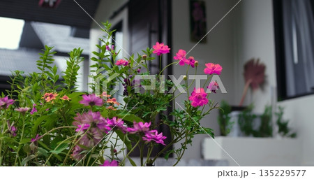 vivid floral display, decorative garden plants create lively outdoor ambiance during evening hours 135229577