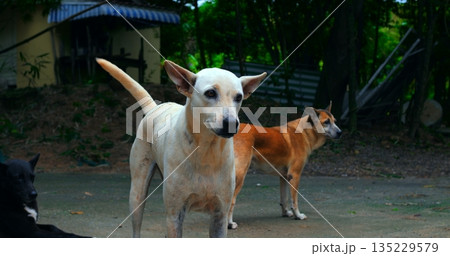 urban dog pack, group of urban stray dogs demonstrates social structure outdoors under streetlight urban dog pack, group of urban stray dogs demonstrates social structure outdoors under streetlight 135229579