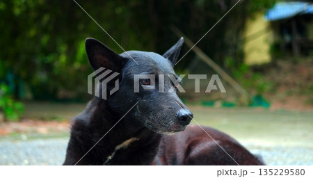 serene black hound on city sidewalk, observant dark dog resting amidst urban surroundings at dusk 135229580