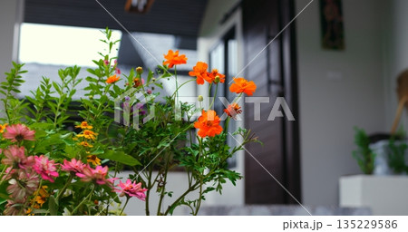 colorful floral display, luminous orange and pink blossoms enhance inviting home garden entrance scene colorful floral display, luminous orange and pink blossoms enhance inviting home garden entrance scene 135229586