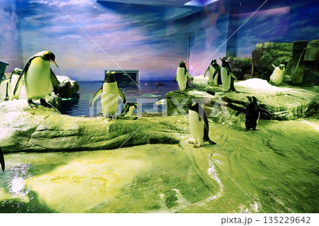しまね海洋館アクアスのペンギン館の風景 135229642