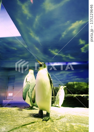 しまね海洋館アクアスのペンギン館の風景 135229646