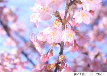 河津桜9021 河津桜9021 135229656