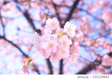 河津桜9052 135229661