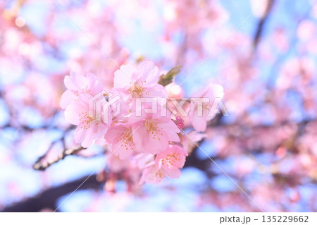 河津桜9059 135229662