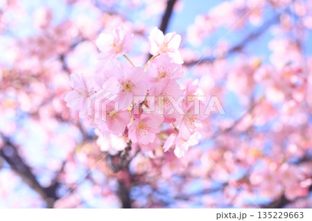 河津桜9063 135229663