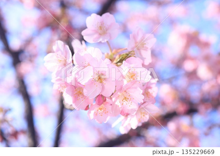 河津桜9087 135229669