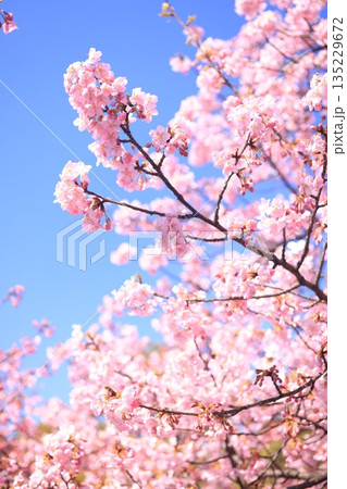 河津桜9095 河津桜9095 135229672