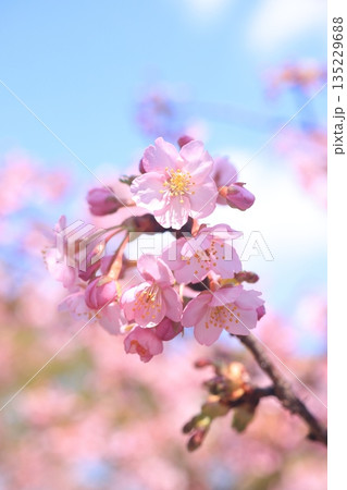 河津桜9141 河津桜9141 135229688