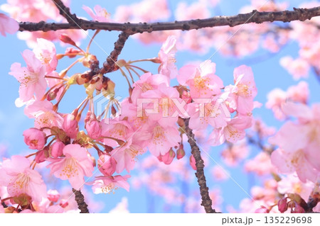 河津桜9188 河津桜9188 135229698