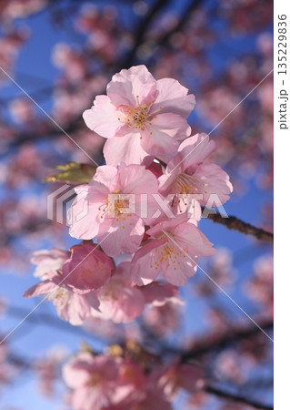 河津桜8780 135229836