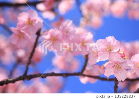 河津桜8794 河津桜8794 135229837