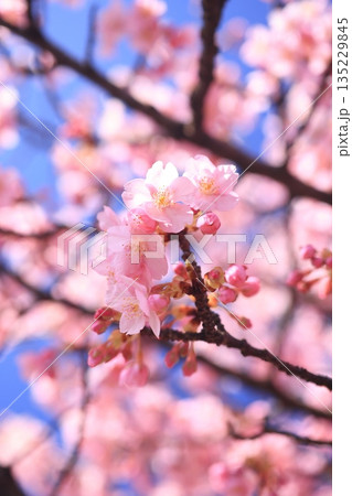 河津桜8843 135229845