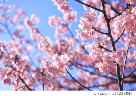 河津桜8844 135229846