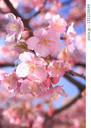 河津桜8853 河津桜8853 135229849
