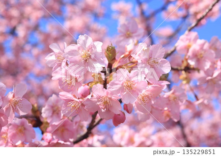 河津桜8857 135229851