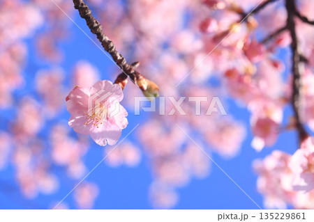 河津桜8898 河津桜8898 135229861