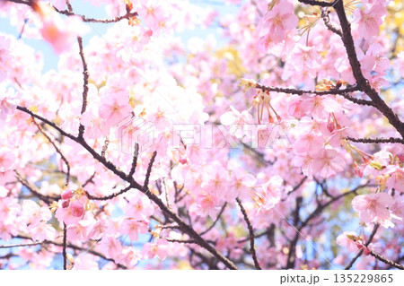 河津桜8933 河津桜8933 135229865