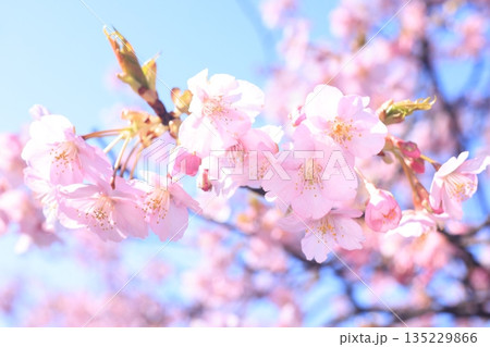 河津桜8938 135229866