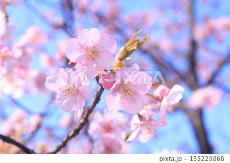 河津桜8942 135229868