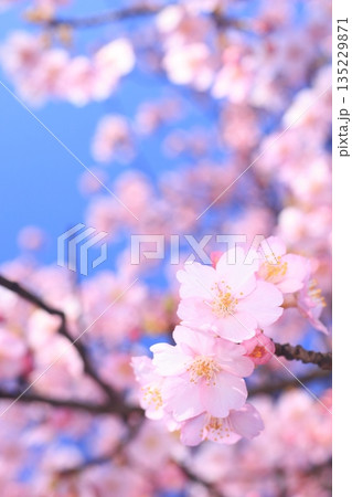 河津桜8958 河津桜8958 135229871