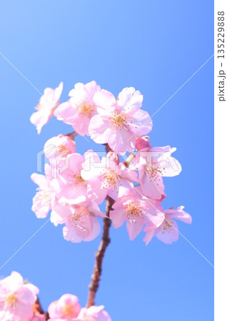 河津桜9018 河津桜9018 135229888
