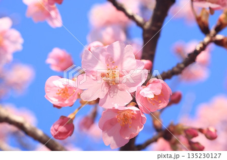 河津桜8614 河津桜8614 135230127