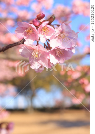 河津桜8618 135230129