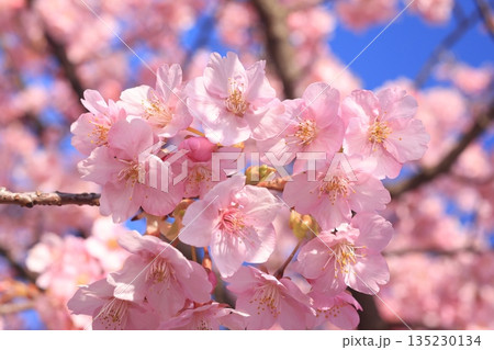 河津桜8633 河津桜8633 135230134
