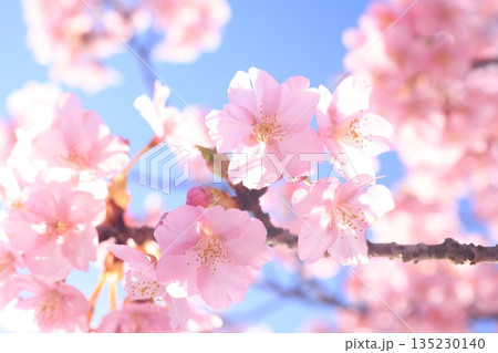 河津桜8659 河津桜8659 135230140