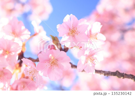 河津桜8668 河津桜8668 135230142