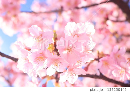 河津桜8669 河津桜8669 135230143