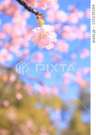河津桜8753 河津桜8753 135230164