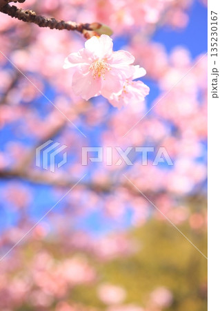 河津桜8765 河津桜8765 135230167