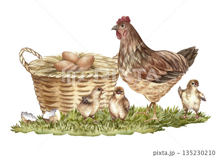 A walking hen and small chicks, next to a basket with a chicken nest and eggs. Hand-drawn watercolor illustration. For packaging, labels, and banners. Also suitable for books, postcards, and games. A walking hen and small chicks, next to a basket with a chicken nest and eggs. Hand-drawn watercolor illustration. For packaging, labels, and banners. Also suitable for books, postcards, and games. 135230210