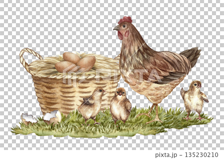 A walking hen and small chicks, next to a basket with a chicken nest and eggs. Hand-drawn watercolor illustration. For packaging, labels, and banners. Also suitable for books, postcards, and games. A walking hen and small chicks, next to a basket with a chicken nest and eggs. Hand-drawn watercolor illustration. For packaging, labels, and banners. Also suitable for books, postcards, and games. 135230210