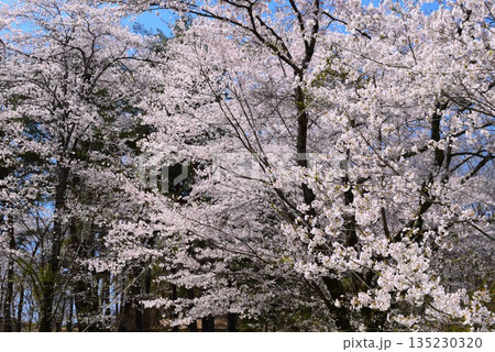 長瀞町　野土山の桜  135230320