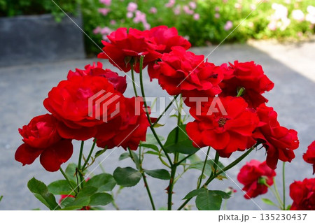 ブルガリア、バラの谷、カザンラク、バラ博物館 ブルガリア、バラの谷、カザンラク、バラ博物館 135230437