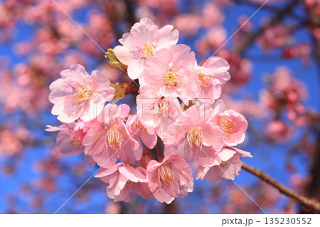 河津桜8574 135230552