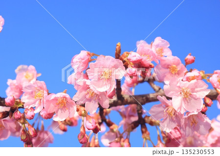 河津桜8575 河津桜8575 135230553