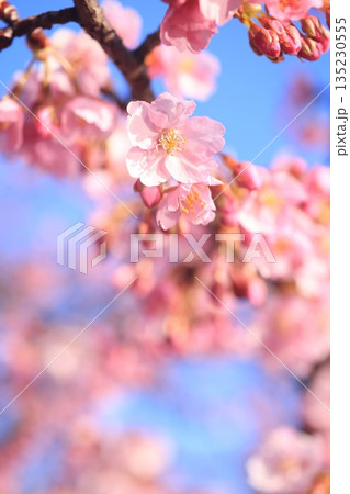河津桜8576 河津桜8576 135230555